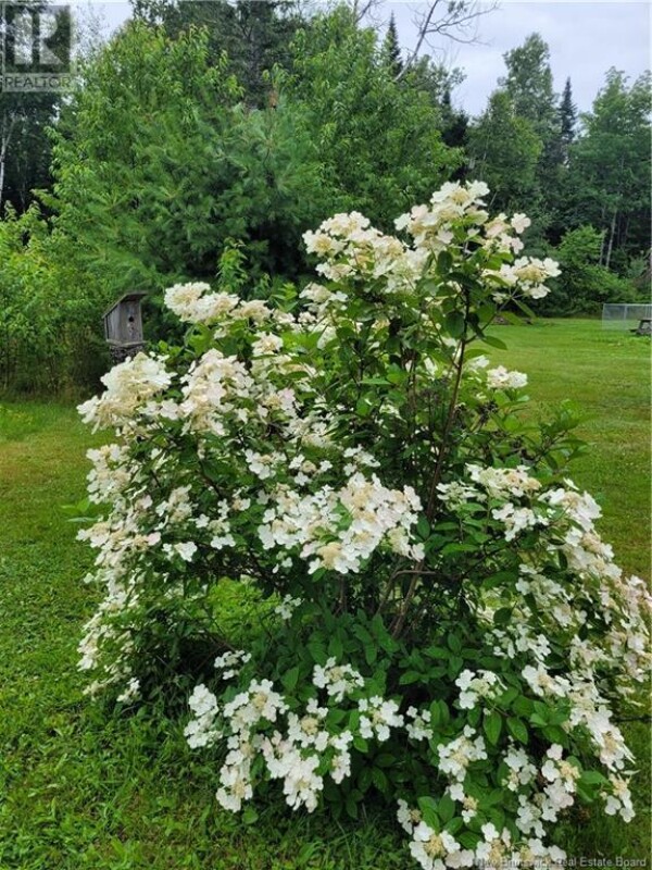 Photo 3 - Backyard - 183 Juniper Road, Juniper, NB E7L1J2